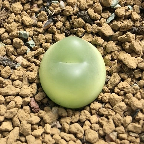 多肉肉锥 2Cm Sh1200拉登