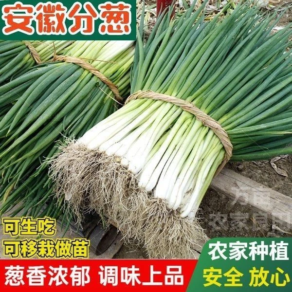 安徽分葱大葱农家种植现挖现发货非小香葱非铁杆大葱