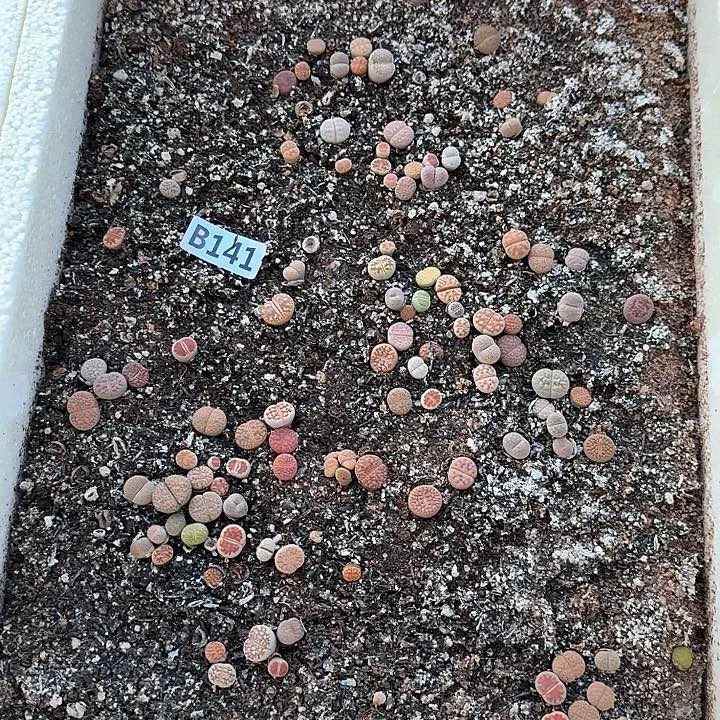 141生石花整筐脱土发货