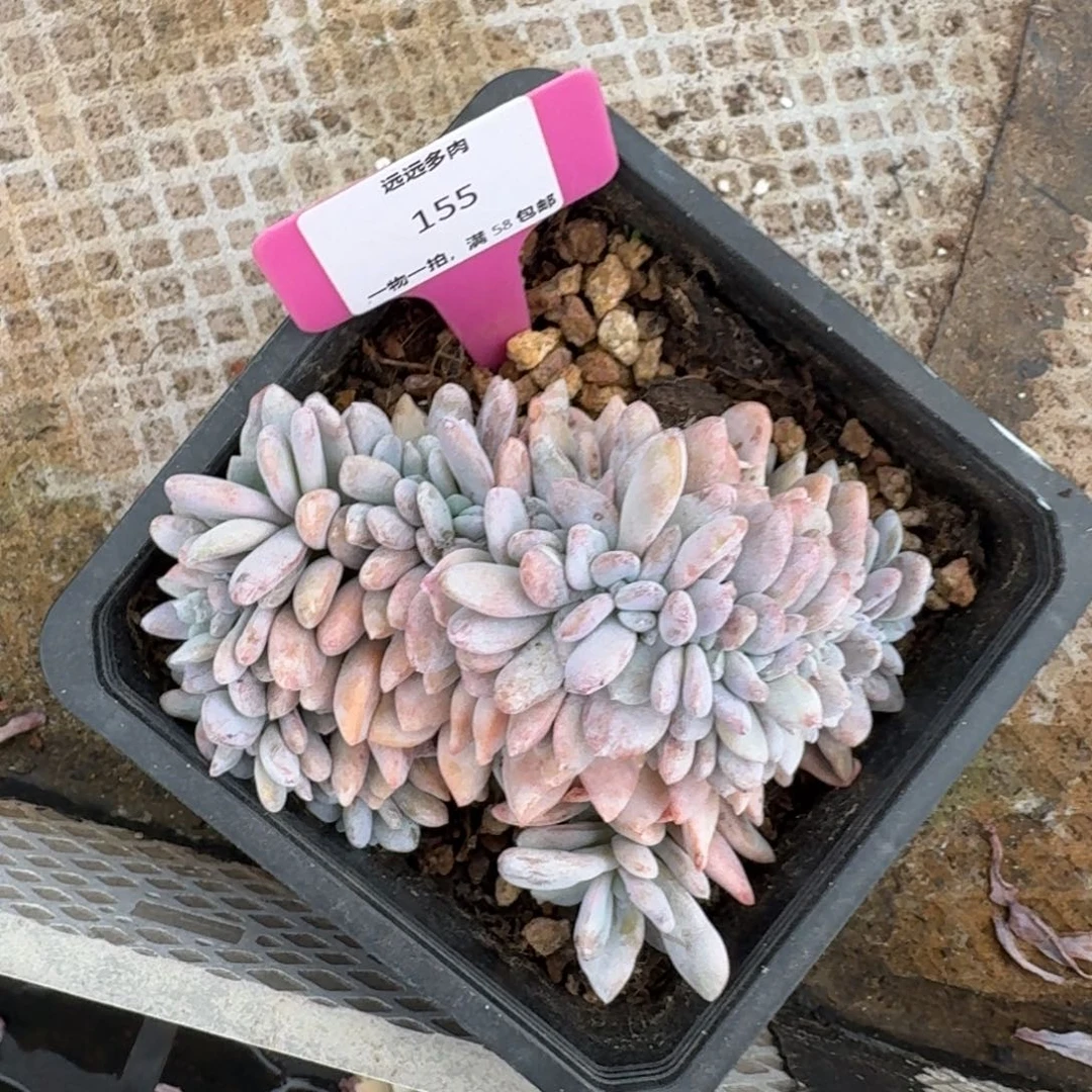 155粉兔缀肉肉肉肉肉