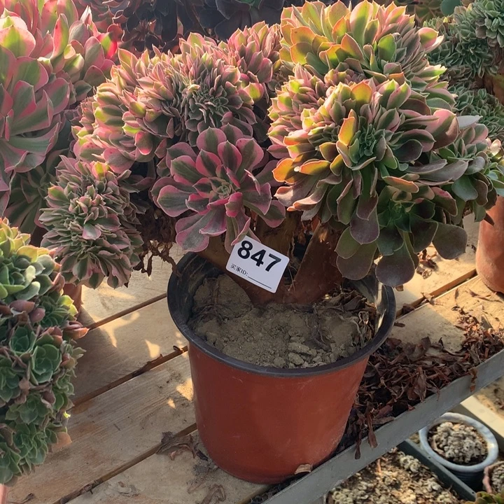 847阴阳粉女巫缀多肉法师