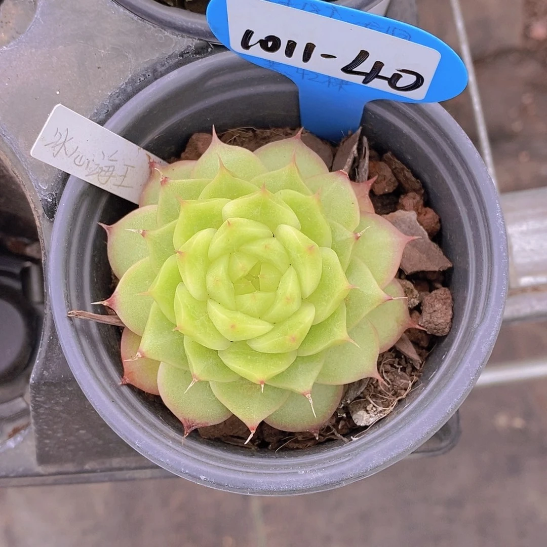 1011-40-冰心海王福利一颗一物一拍