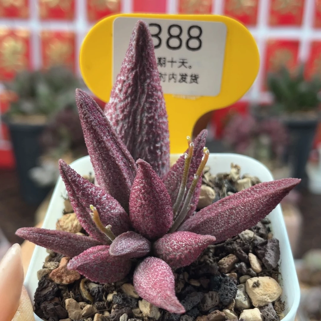 纯红哈默杂。  ，388。