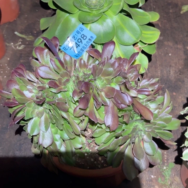 绍修缀7498多肉植物