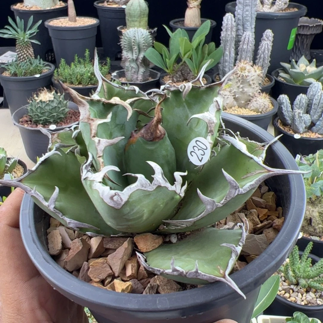 南霸王龙舌兰12一物一拍