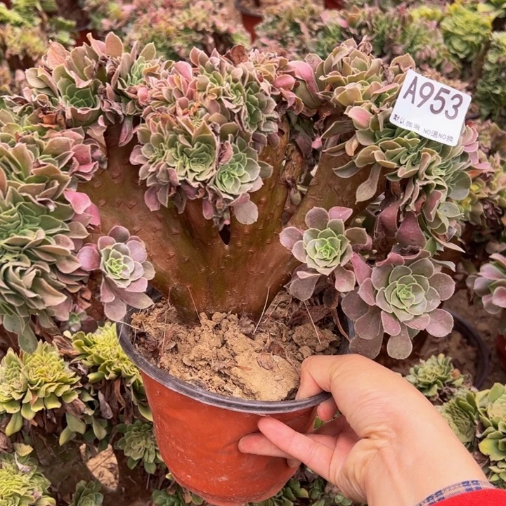 玫瑰缀多肉植物953.