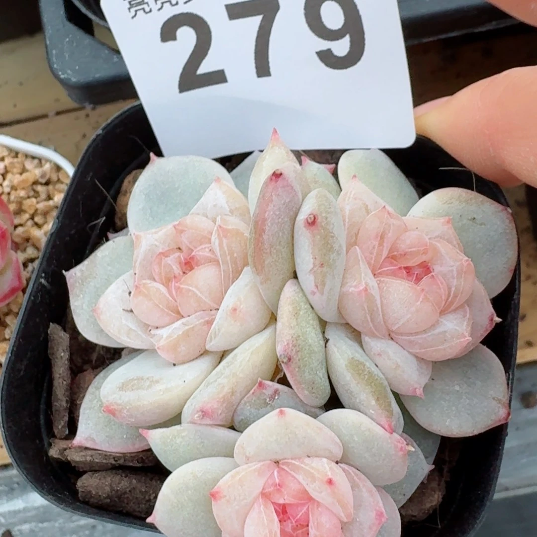 梨花白         精品多肉