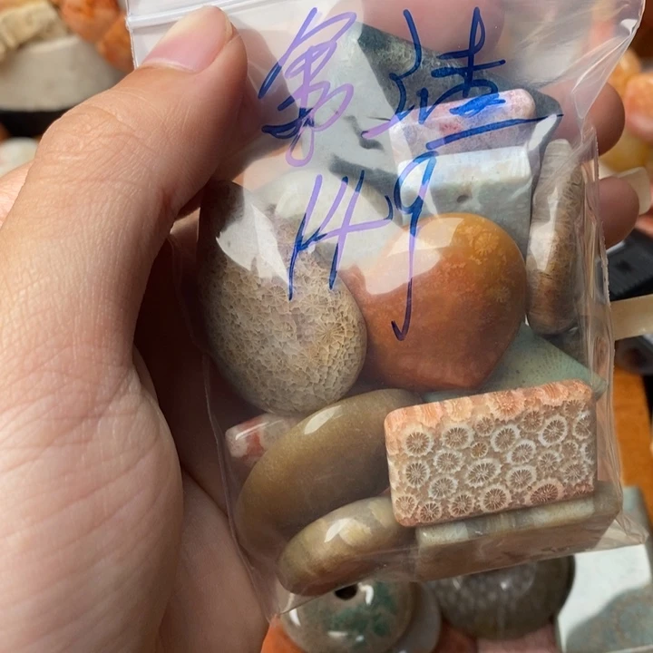 金****颈饰未镶嵌硅化珊瑚（珊瑚玉）