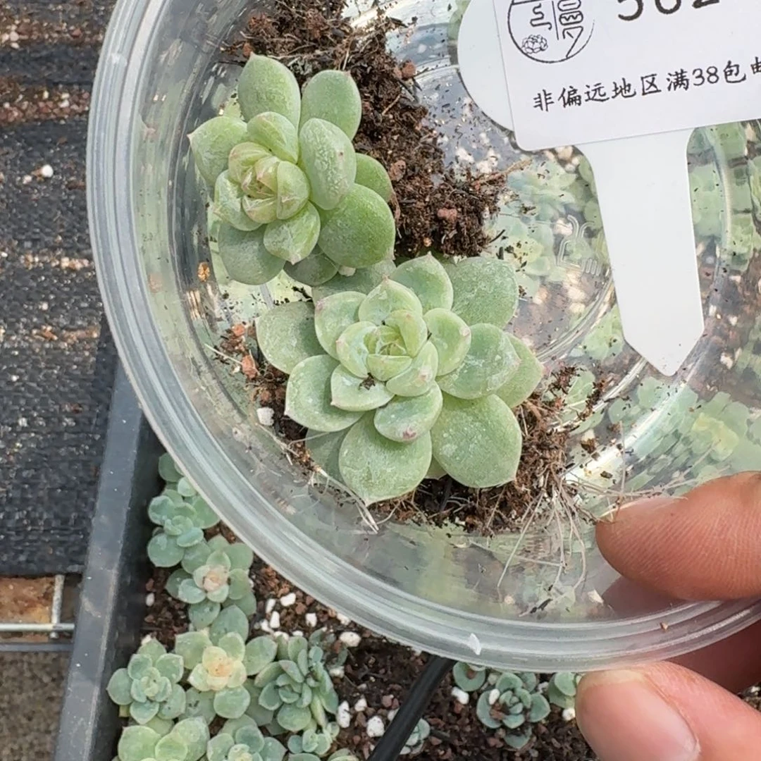 有****562如图云慢优选云裳叶插1份