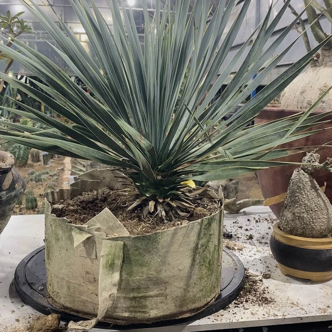 稻草人3号11111111