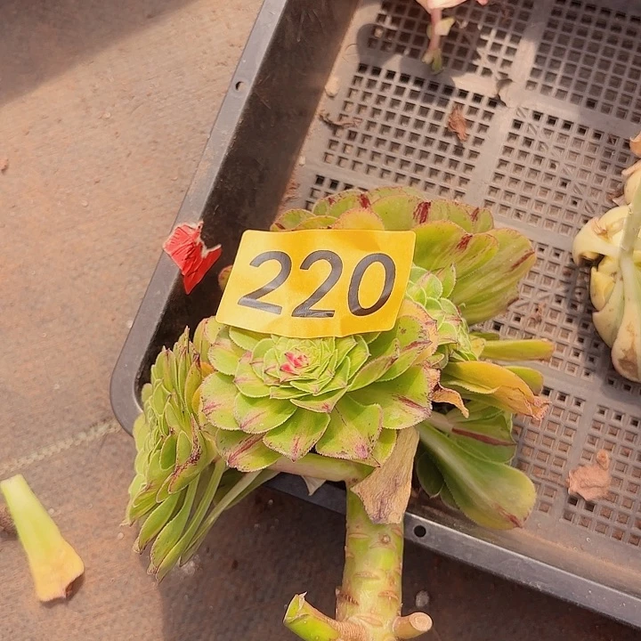 绍****司多肉植物知否的220