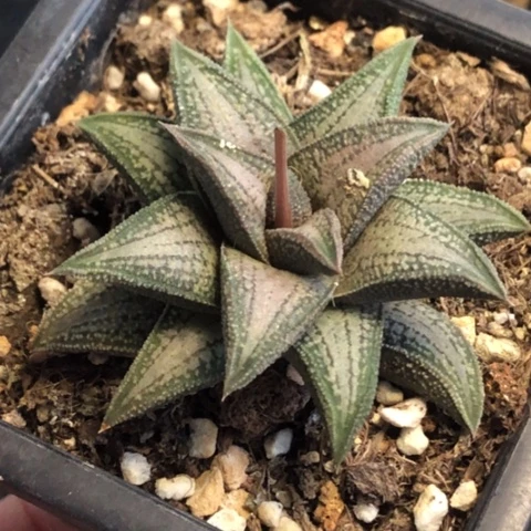 银带桥带盆发货哈哈