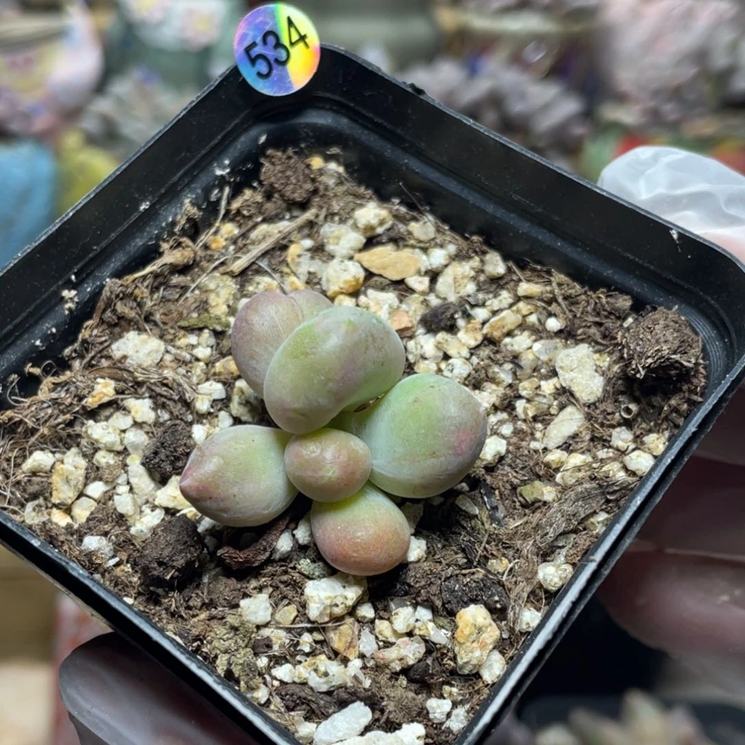 乌里韦亚多肉植物