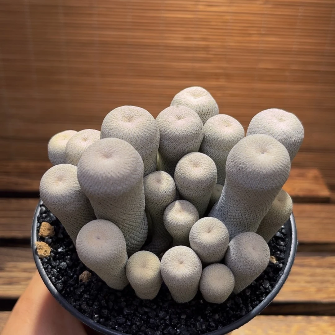m小人帽带盆超大超白
