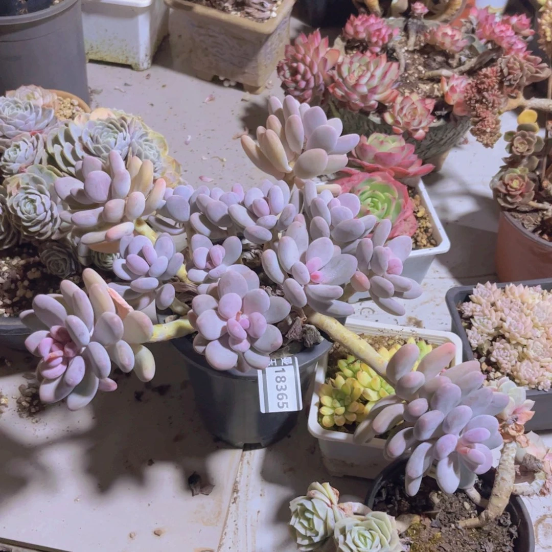 桃美人多肉植物18365