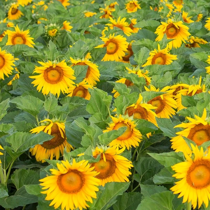观赏向日葵花种子向阳花花海新手懒人花卉花草盆栽植物种籽四季播