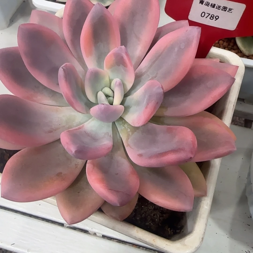 2049彩奥普锦多肉植物