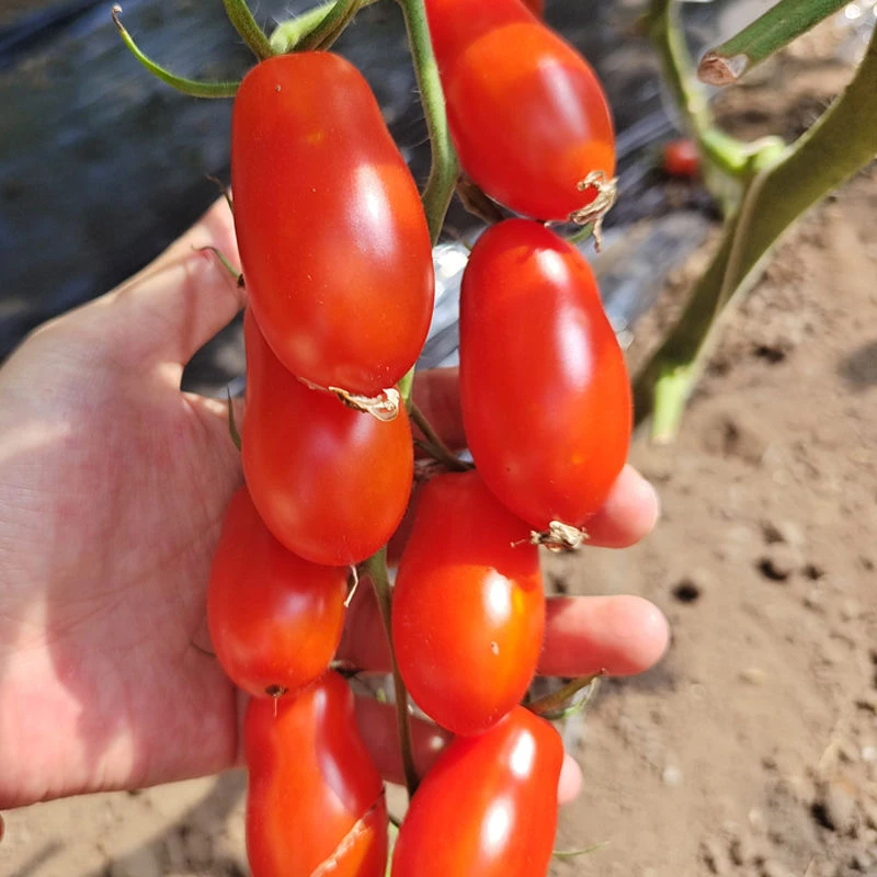 【顺丰包邮】丹东409小柿子碱地花生小番茄新鲜即食水果