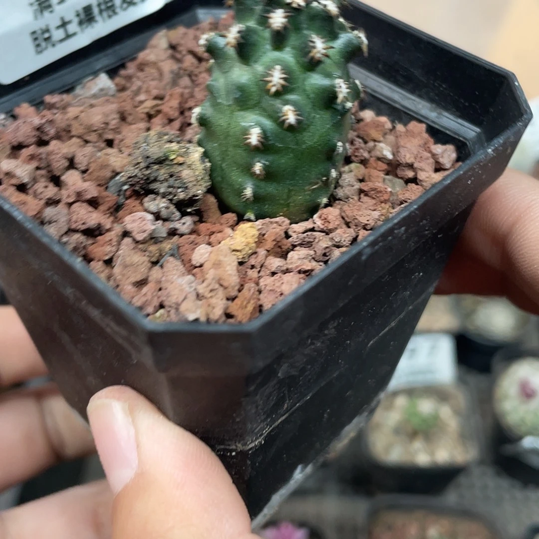 936短豪刺青花虾实生