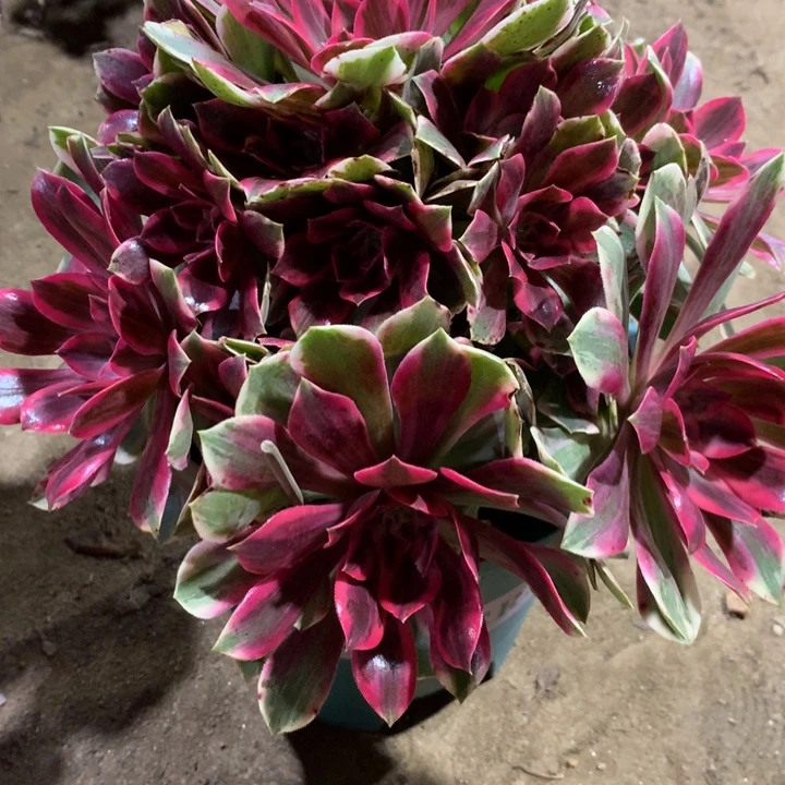 854浣纱多肉植物特价