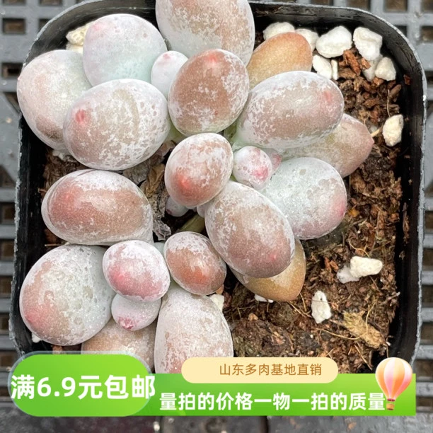 7厘米盆彩虹奶酪多肉植物萌趣可爱适合室内阳台盆栽