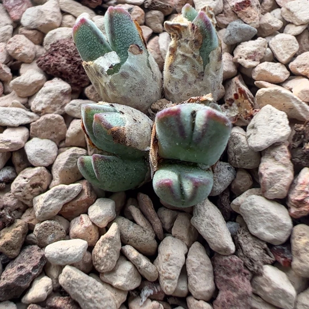 375 好看的多肉冲冲冲