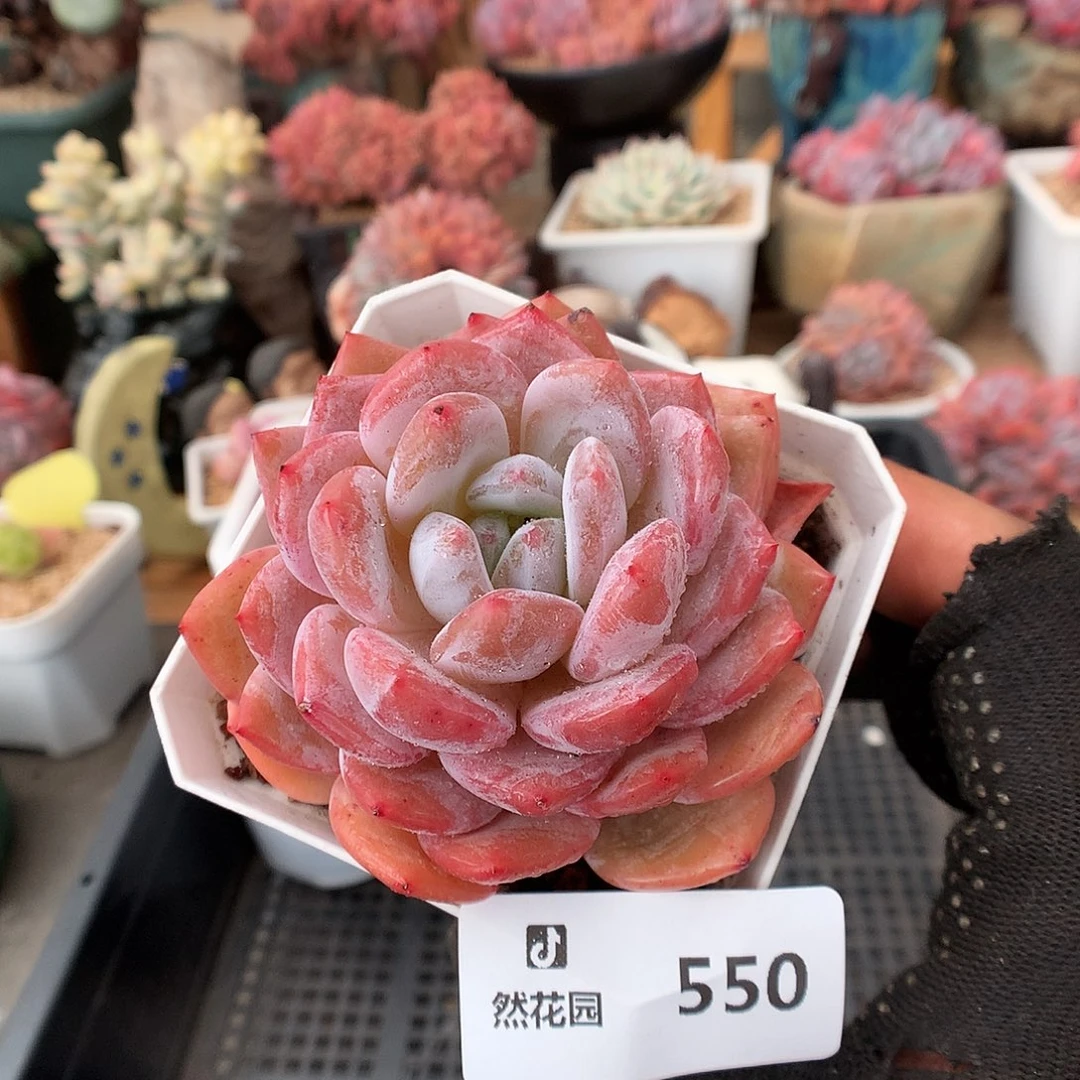 550粉星影多肉植物666