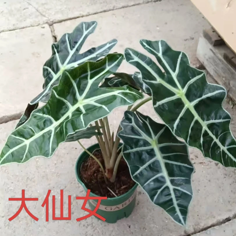 大仙女海芋苹果竹芋双线竹芋彩虹竹芋室内桌面盆栽耐阴观叶植物