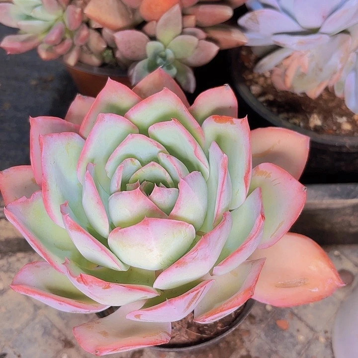 悠*蓝光一物一拍86123