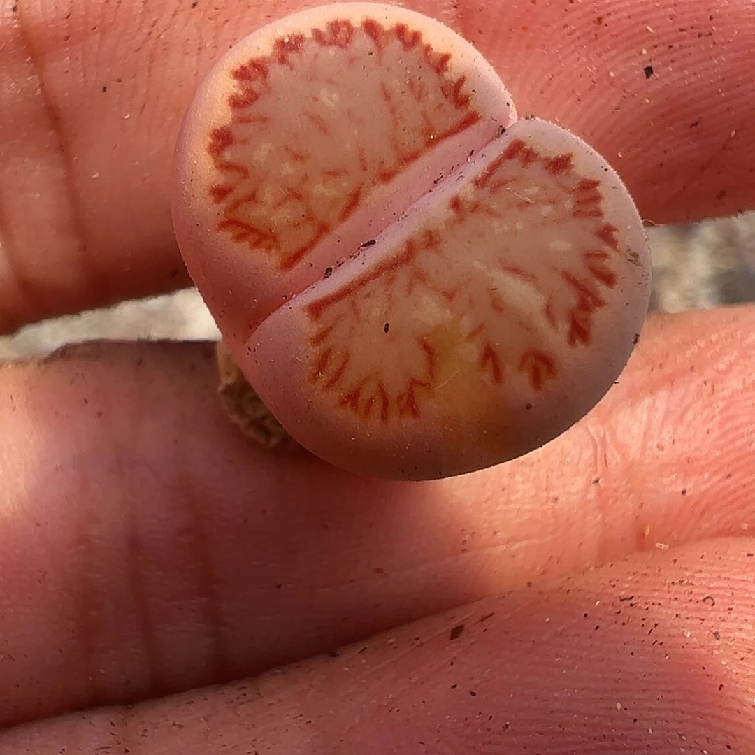 3696粉嫩111111111111