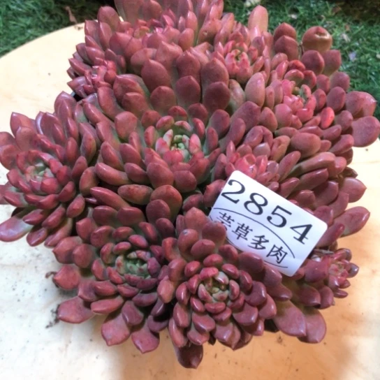 红宝石，2854，一物一拍