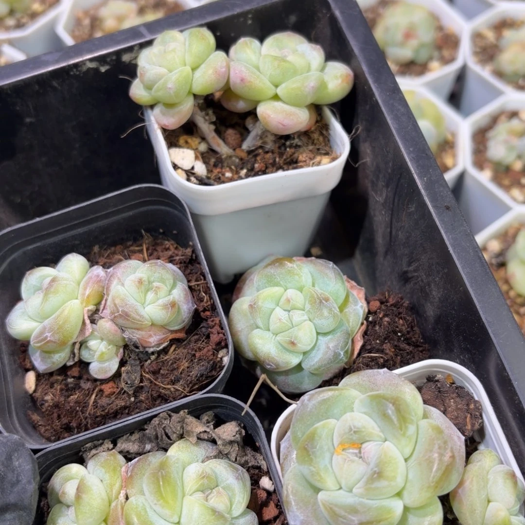 小***张170 号到手1框江北多肉