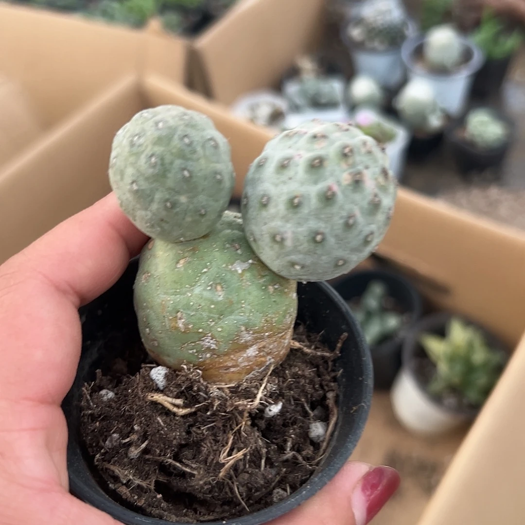 多肉植物习志野米奇