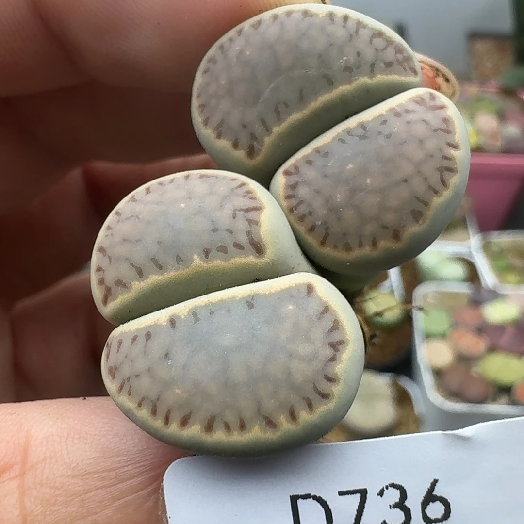 736多肉哈哈哈哈哈哈哈哈哈