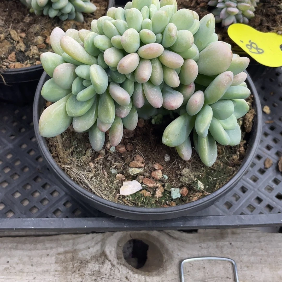 洛神缀化一个，默认底切