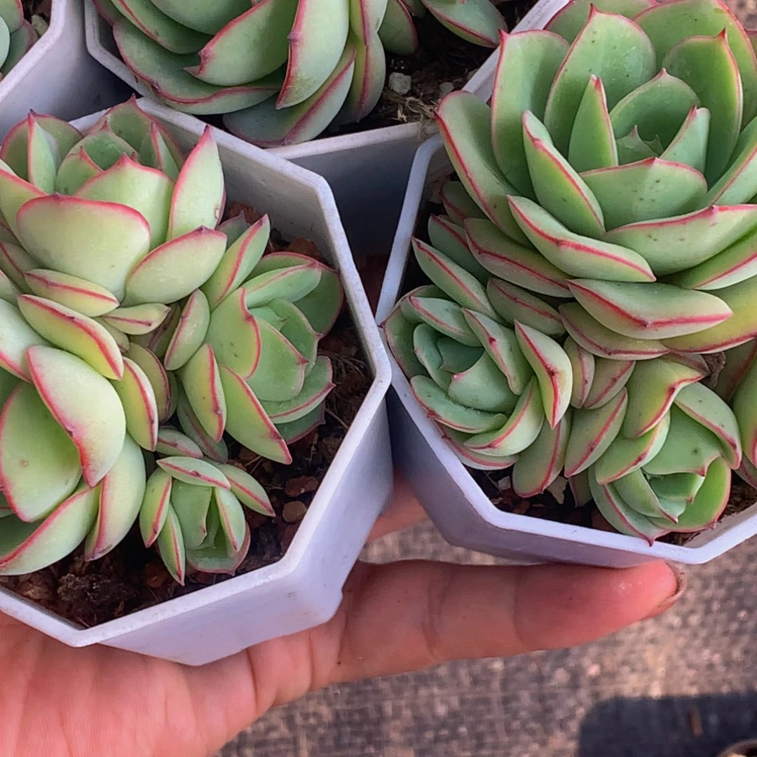 牡丹亭群2颗。包邮