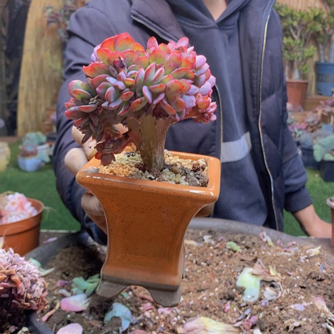 城**民118号瑞碟缀化