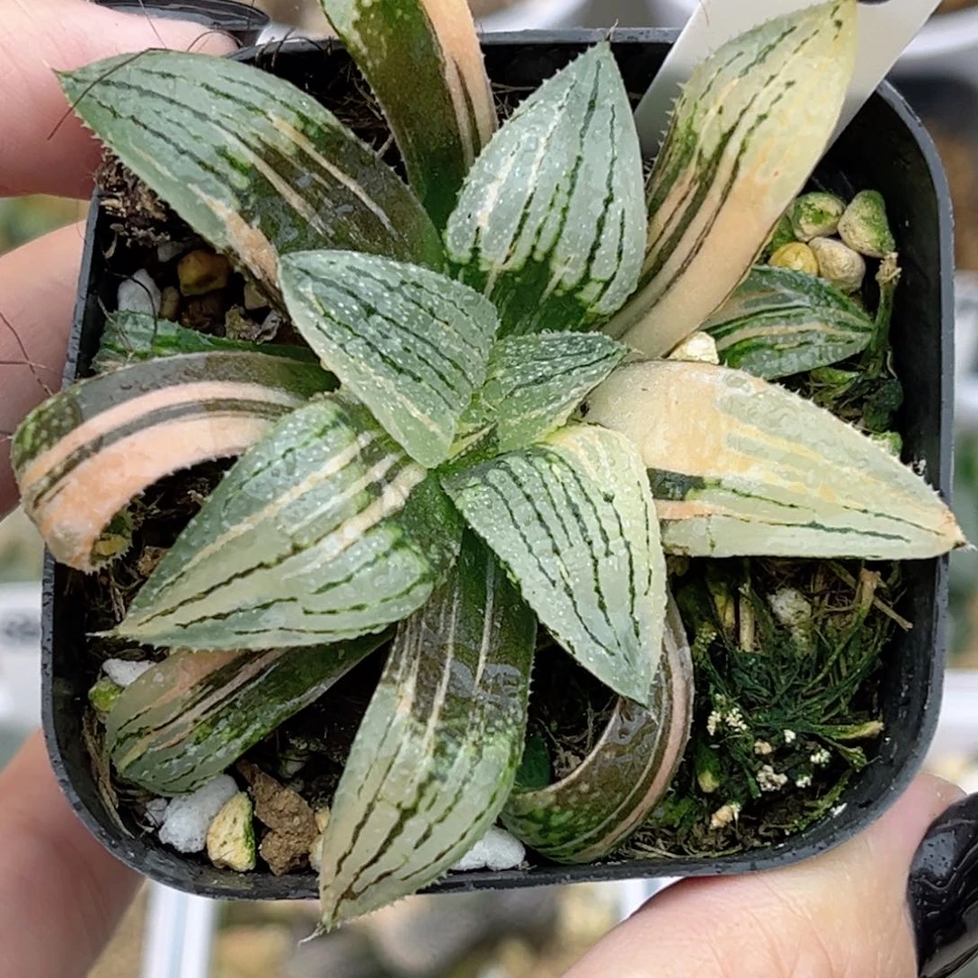 78白银锦福利专场