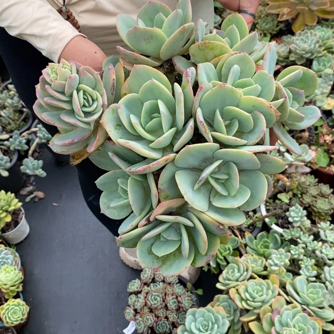 6062一物一拍白凤