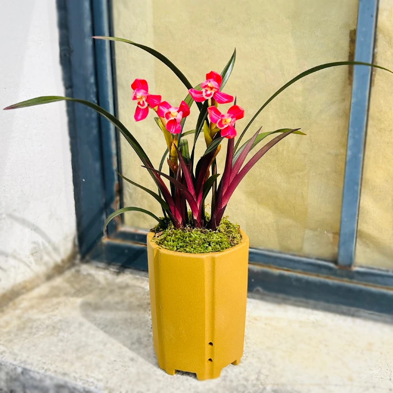 兰花精品建兰中国红浓香型植物花卉绿植盆栽室内风水招财植物
