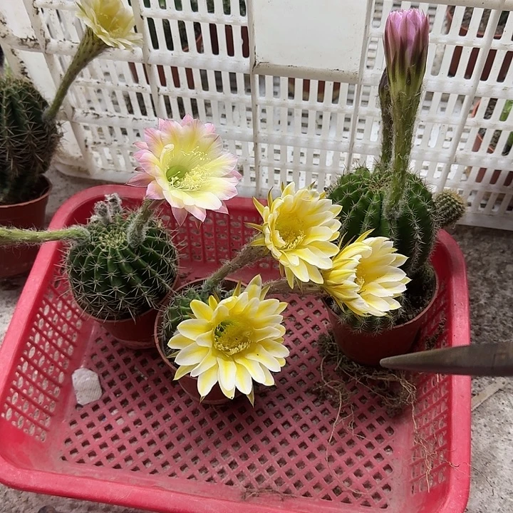 红***儿无花朵彩草哈哈哈哈哈哈哈哈哈