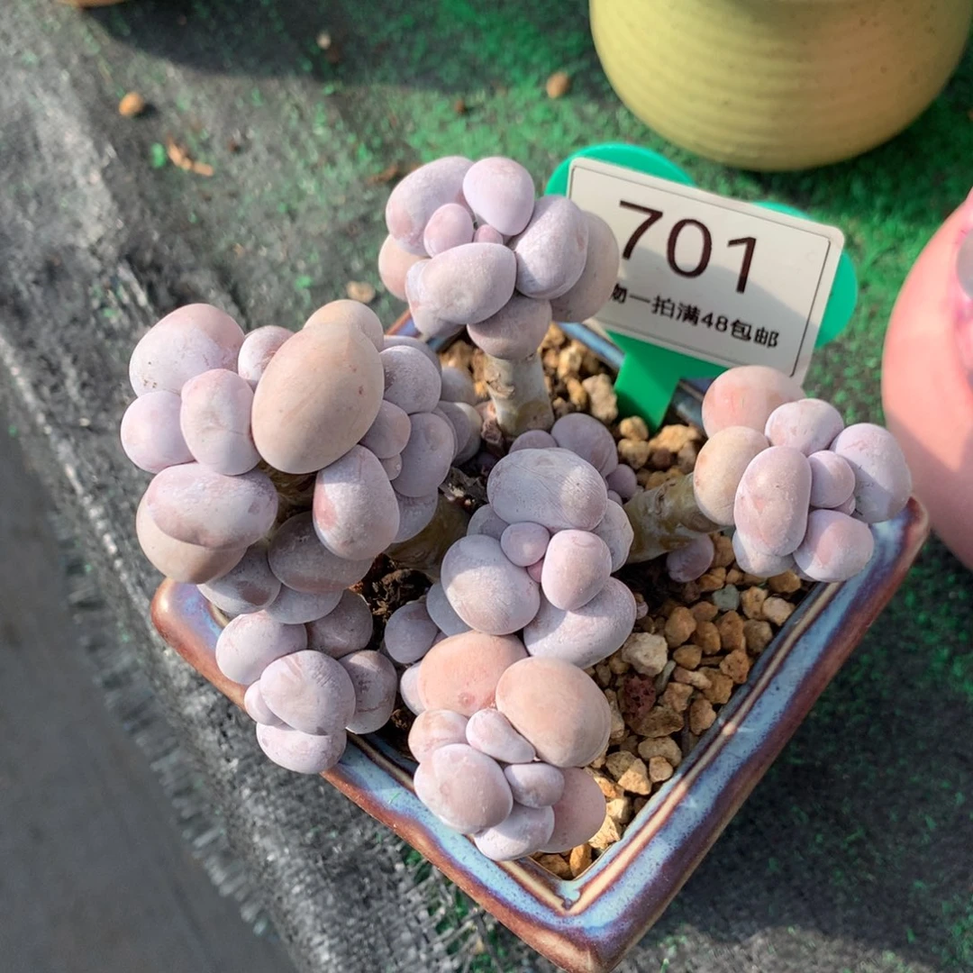 烟美人老桩无砍701