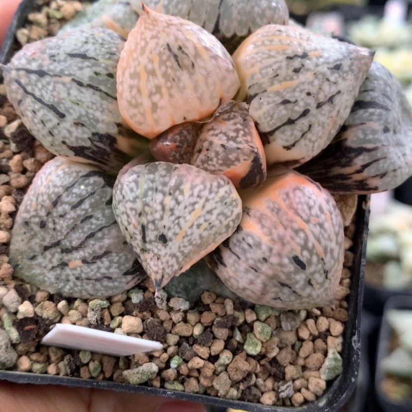 【闪购商品】696丸叶白银