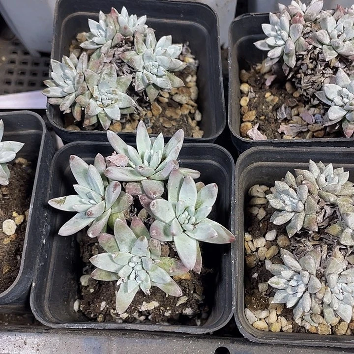 7方白菊带盆土发