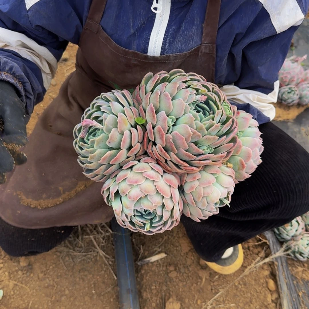 贝瑞 一颗 不包损12.8