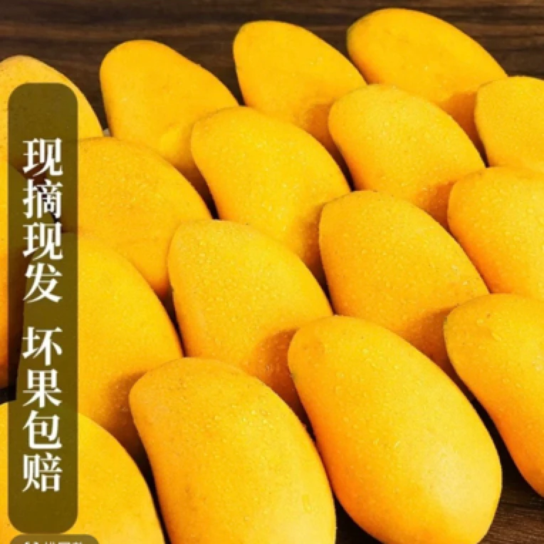 精品小苔芒2斤
