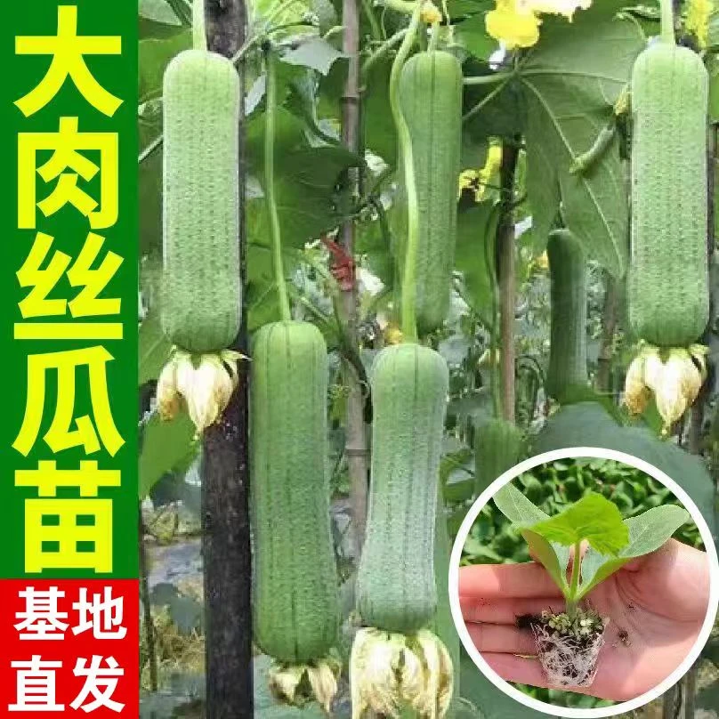 【丝瓜苗】早熟肉丝瓜苗长香丝瓜苗阳台庭院蔬菜丝瓜
