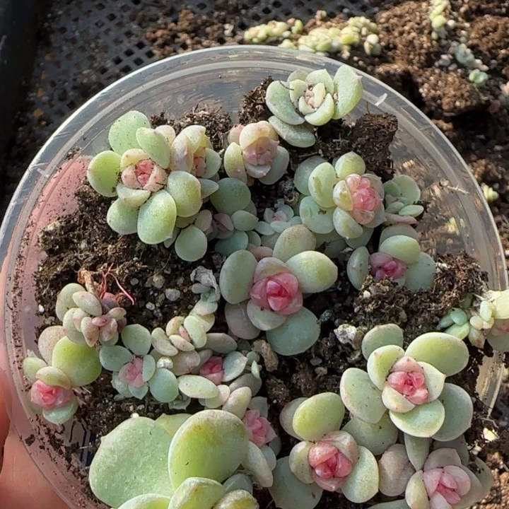 海***妹27绝绝子多肉一盘