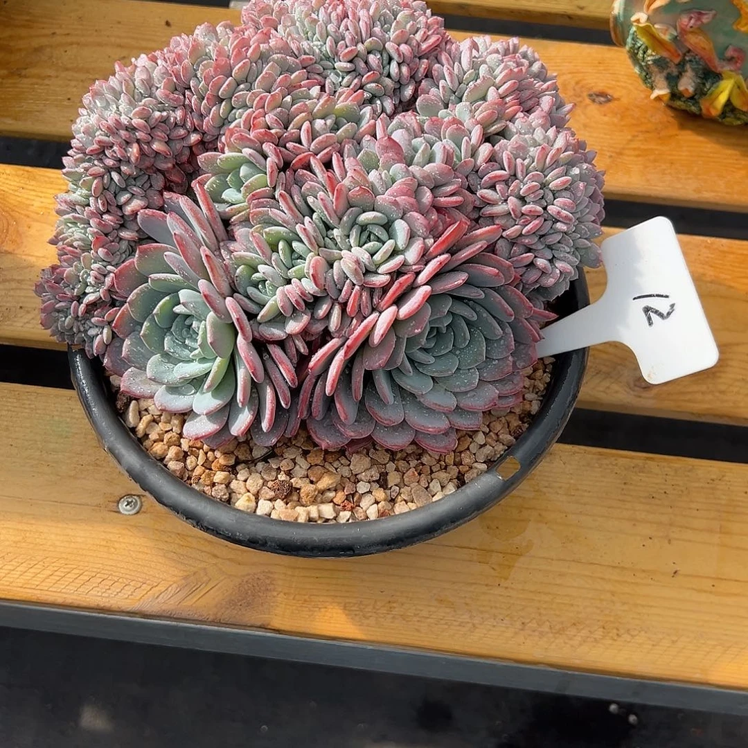 海棠花缀化12。