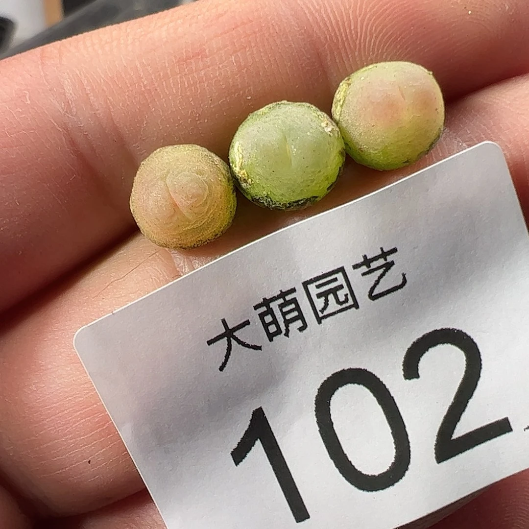 0000102一物一拍……